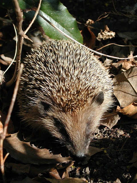 Free Nature Animal photo and picture
