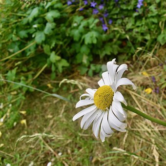 Free Daisy Summer photo and picture