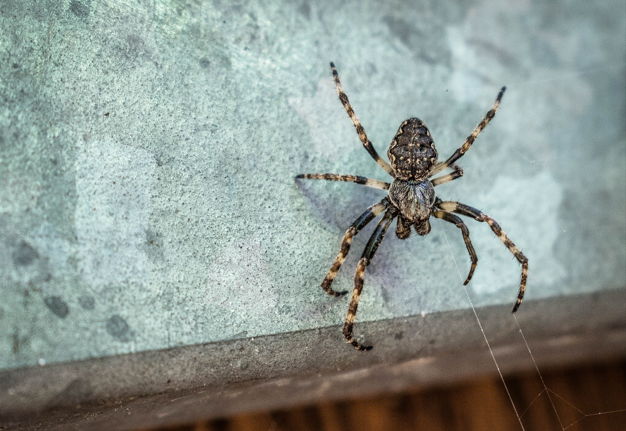 Araneus Inseto Sacada - Foto gratuita no Pixabay - Pixabay