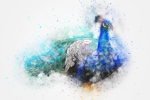 Download free HD stock image of Bird Peacock Free bird peacock feathers illustration