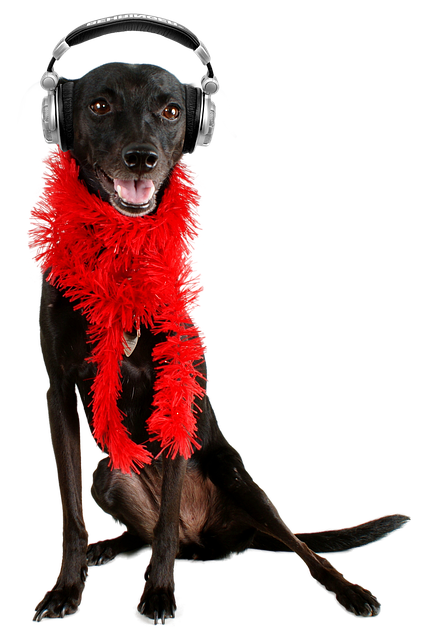 Free dog nature black dog illustration