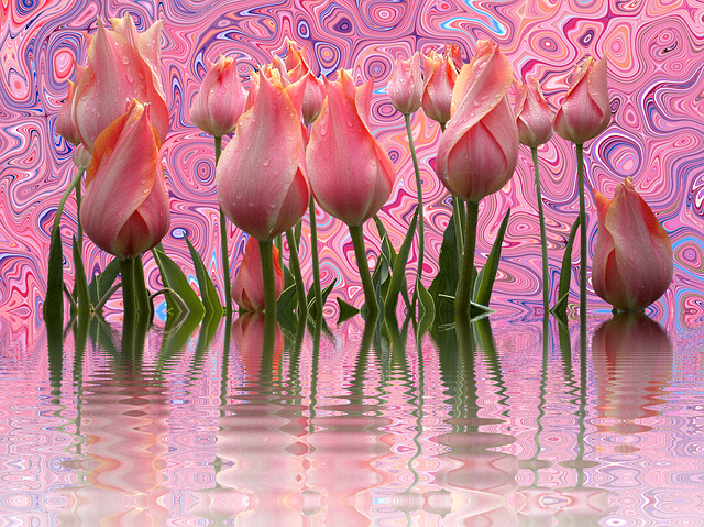 Free tulips flower blossoms illustration