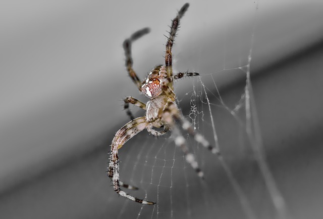 Edderkop, Makro, Web, Web-Grå