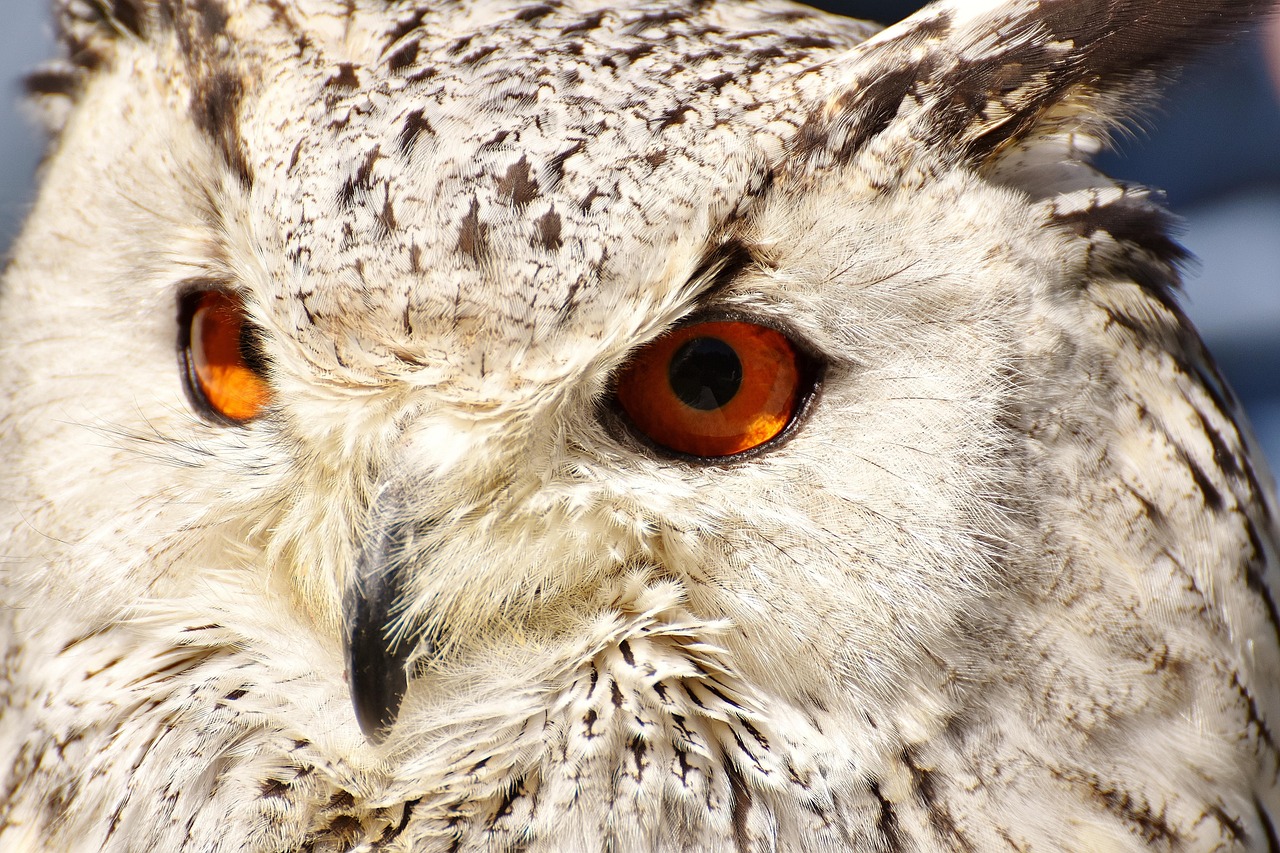 100+ kostenlose Snøugle Bubo Scandiacus & Uhu Fotos - Pixabay