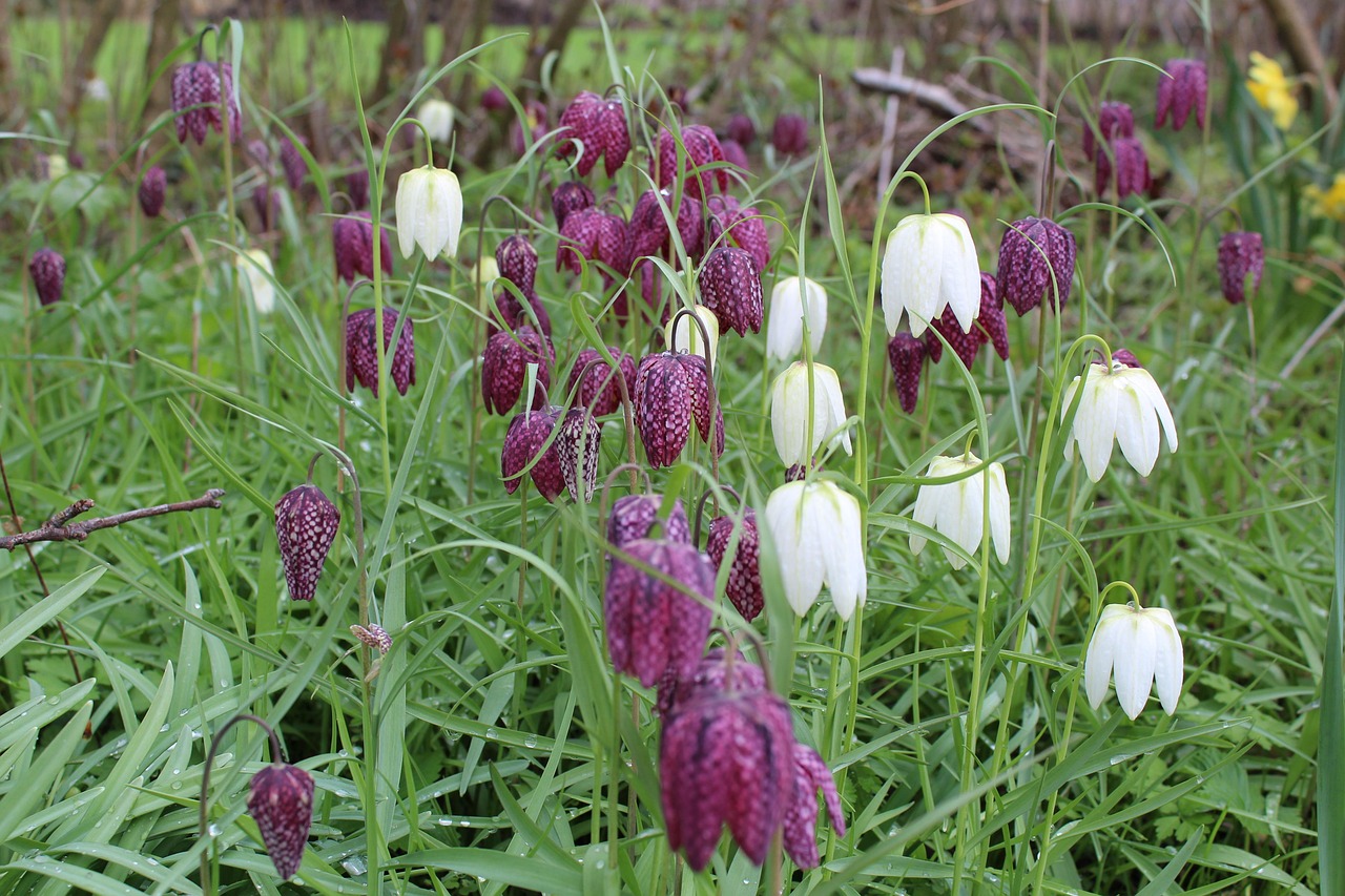 vibeæg, spring, nature, fritillaria