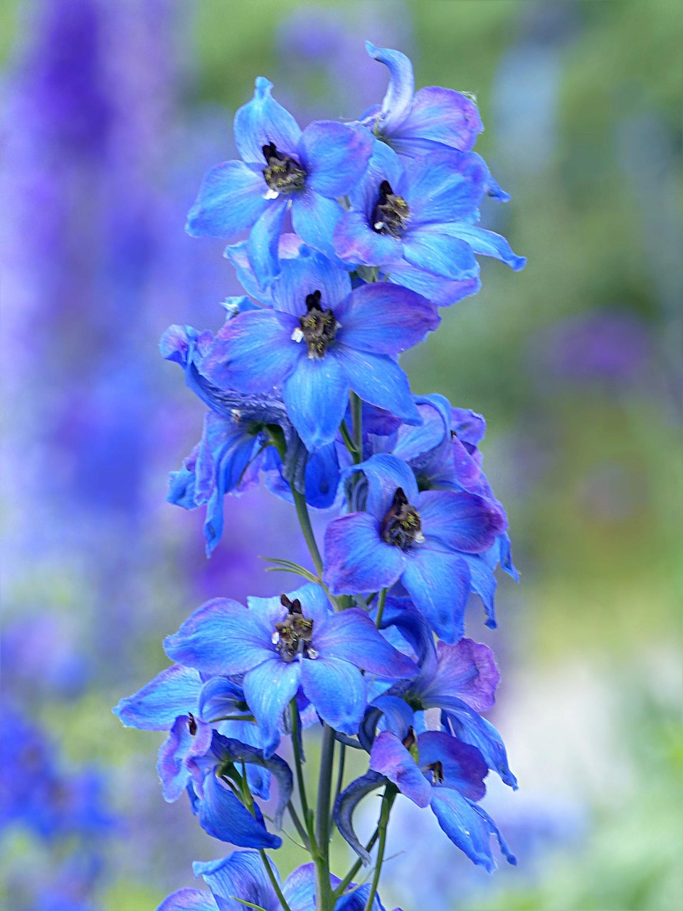 100 Free Larkspur Delphinium Images Pixabay