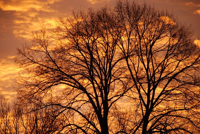 Free Sunset Tree photo and picture