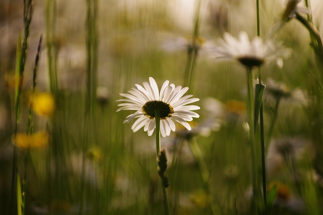 Free Daisy Flower photo and picture