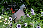 bird, dove, ringdove
