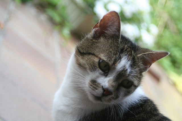Free Cat Tiger photo and picture