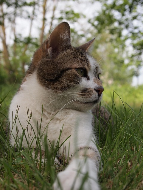 Free Cat Domestic Cat photo and picture