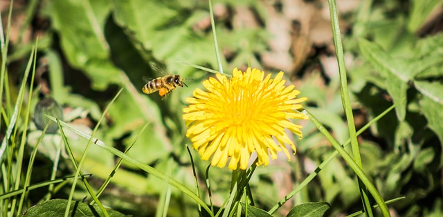 Free Bee Flower photo and picture