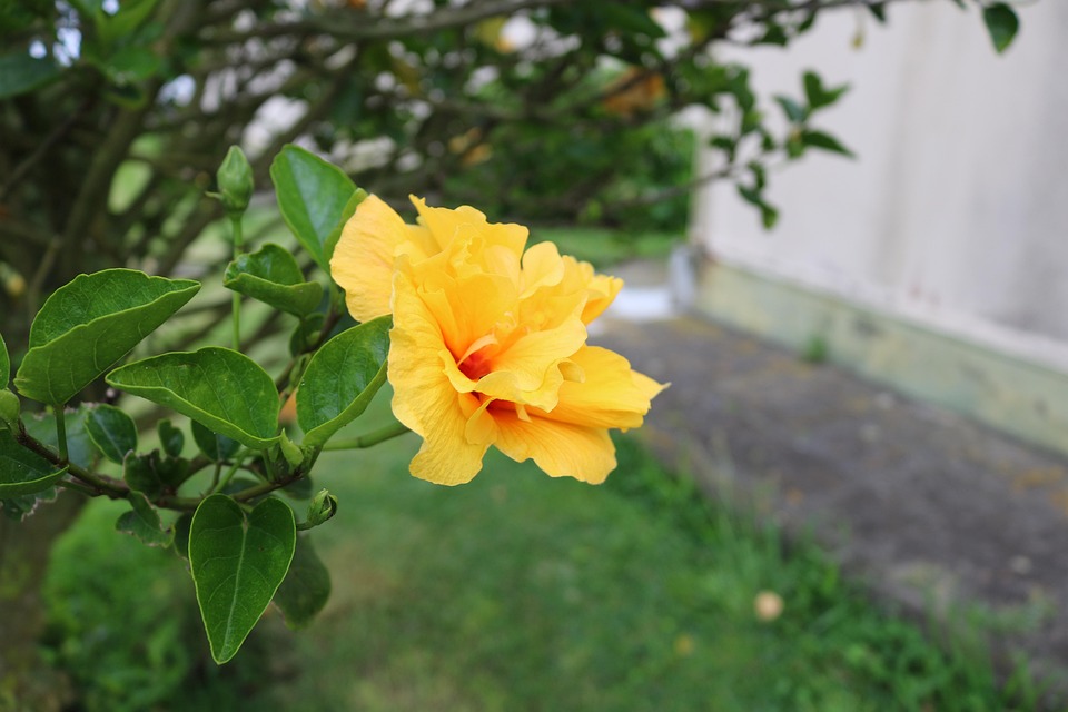 韩乔生夏普 BT 磁力
