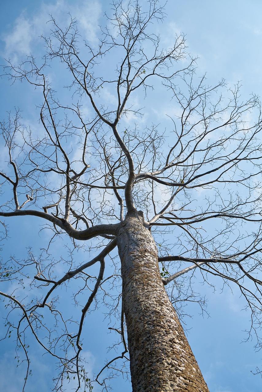 Tree High Blue - Free photo on Pixabay