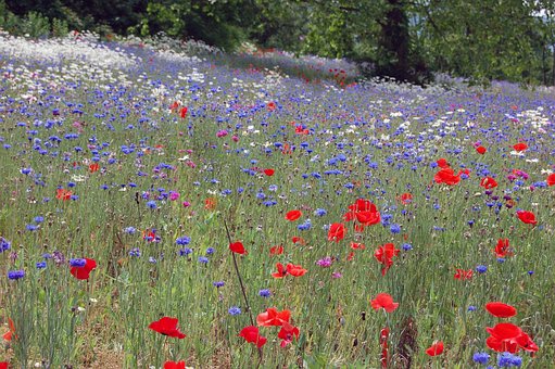 Free The Flower photo and picture