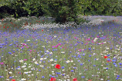 Free The Flower photo and picture