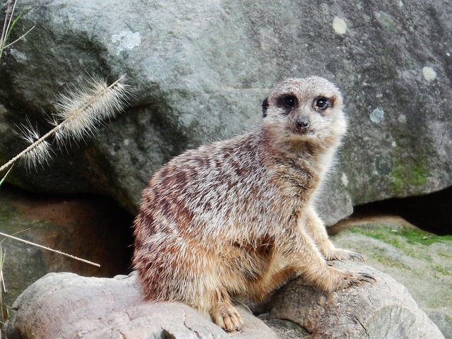 Free Meercat Timon photo and picture