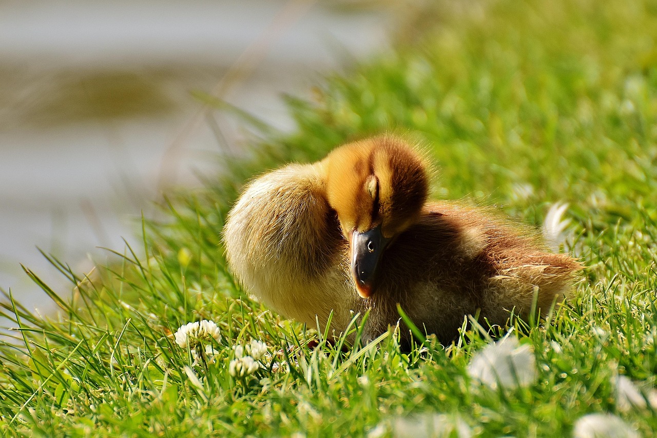 Chicks Ducklings Sleep Free photo on Pixabay
