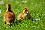 chicks, ducklings, sleep