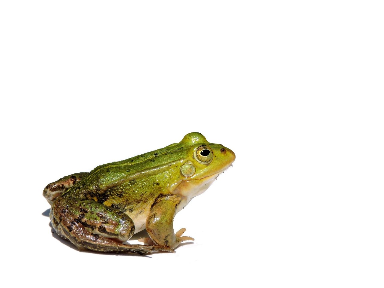 Pond Frog - free online jigsaw puzzle photo