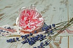 rose, flower, blossom