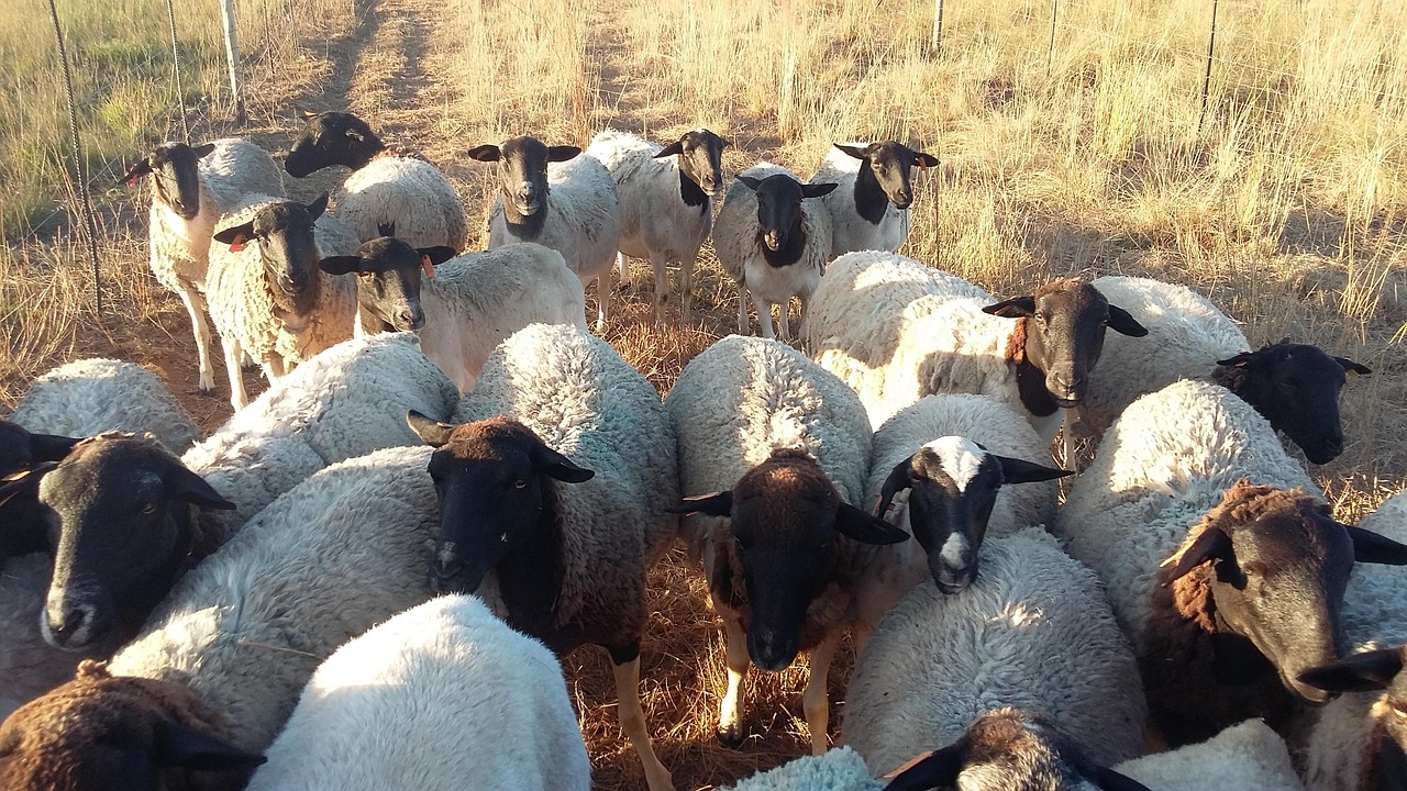 Dorper Herd Sheep - Free photo on Pixabay - Pixabay