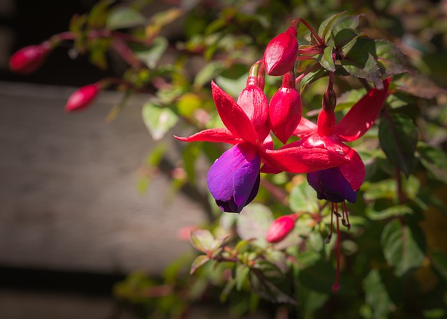 Free Flower Flower Wallpaper photo and picture