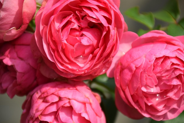 Free Roses Beautiful Flowers photo and picture