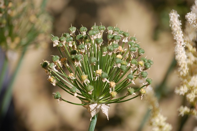 Free Nature Onion photo and picture