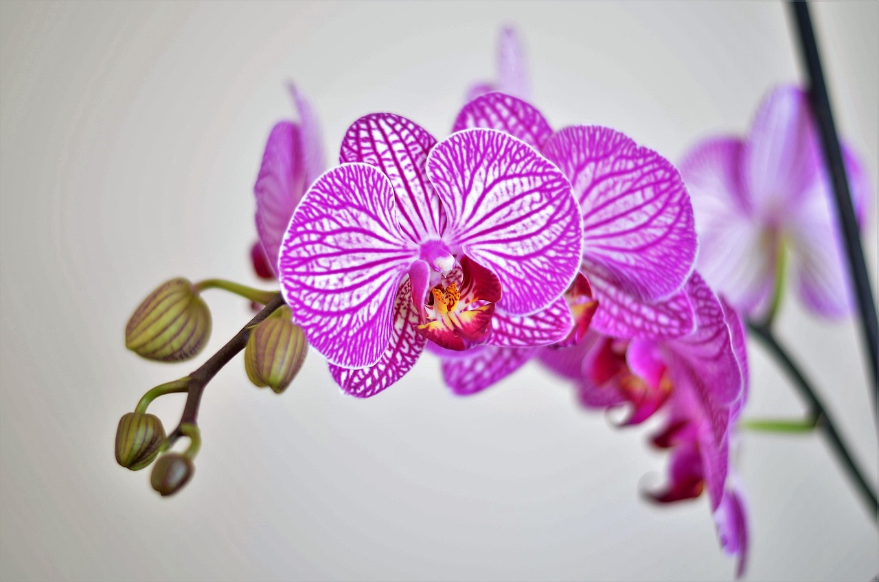 orchid-2427232_1280.jpg