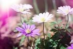 anemone, flowers, white