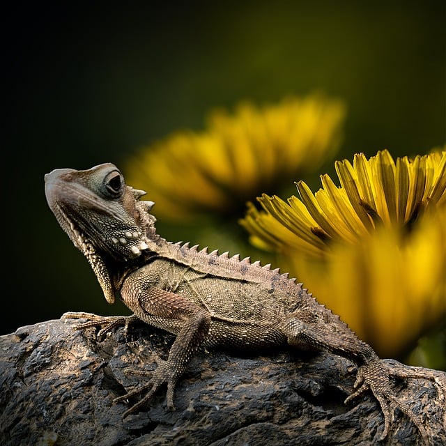 Lizard, Paardebloem, Reptiel, Bos Dragon