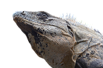 iguana, reptile, lizard