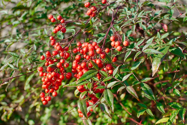 Free Red Berries photo and picture