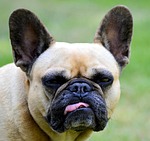 french bulldog, pet, dog