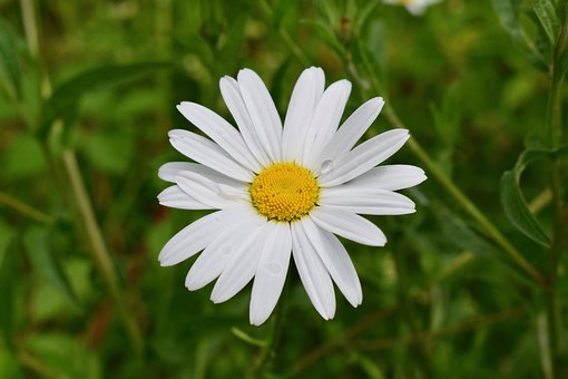 Free Daisy Summer photo and picture