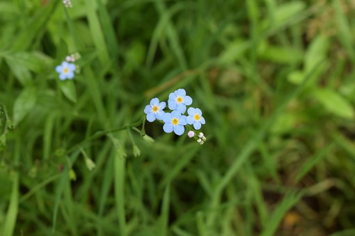 Free Blue Wildflower photo and picture