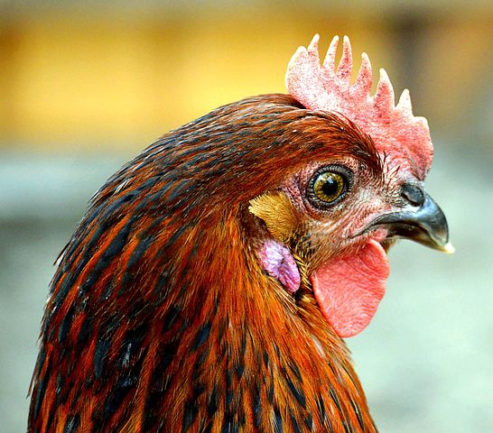100+ Free Chicken Run & Chicken Photos - Pixabay