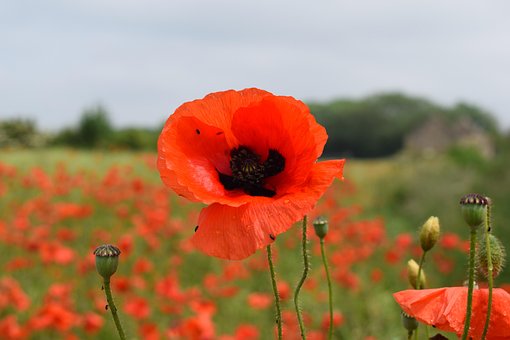 Free Poppy Red photo and picture