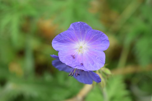 Free Wildflower Blue photo and picture
