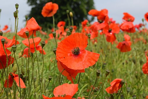 Free Poppy Red photo and picture