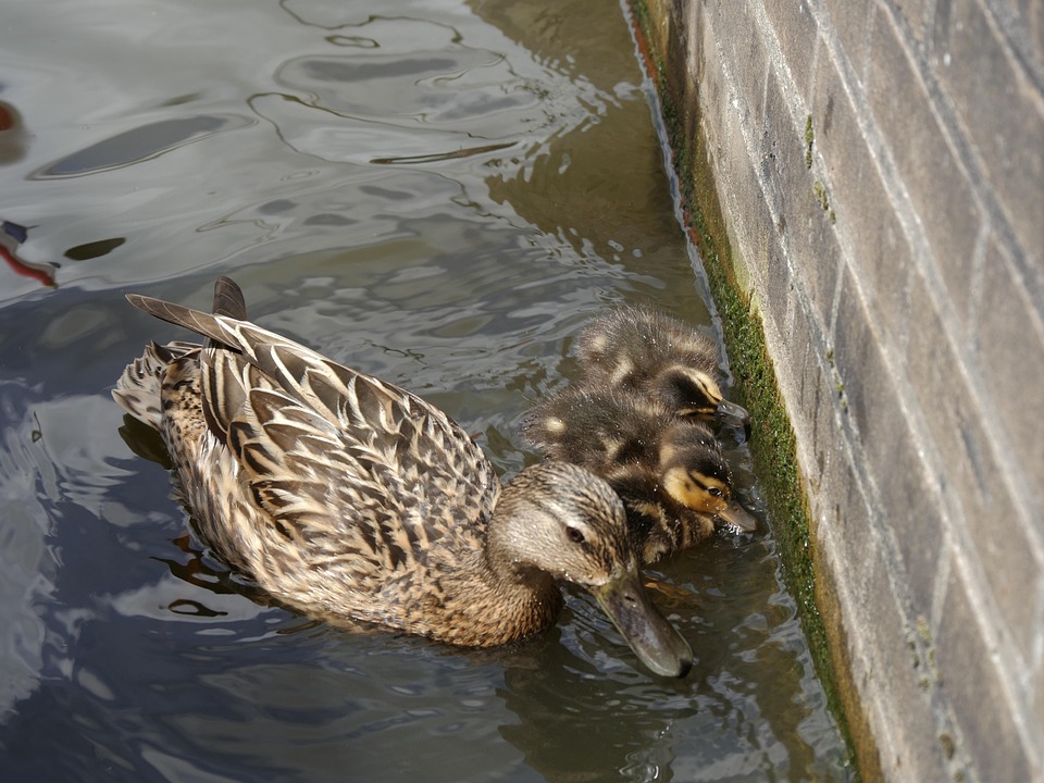 Duck Offspring Ducks Mother Offspring - Free photo on Pixabay