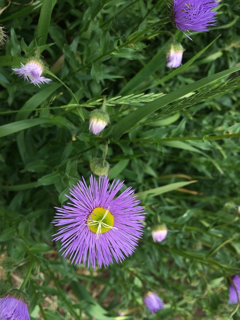Free Flower Flower Background photo and picture