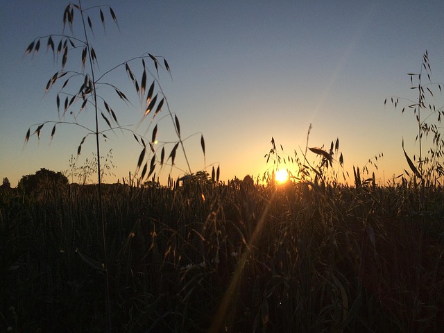 Free Sunset Sun photo and picture