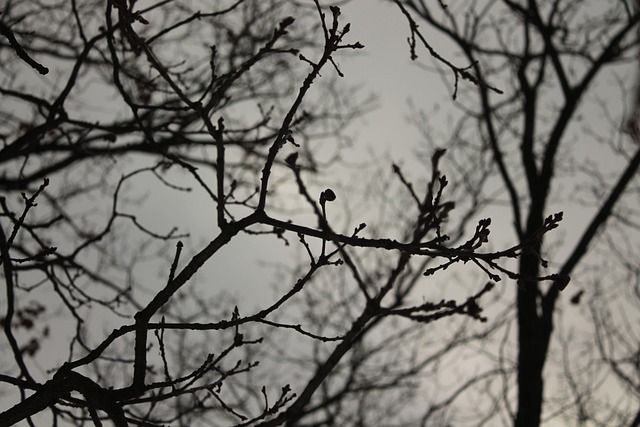Free Tree Dark photo and picture