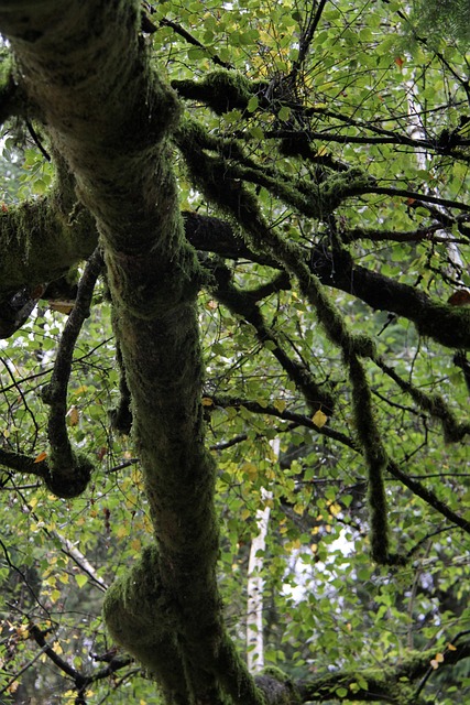 Free Tree Under Tree photo and picture