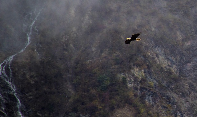 Free Eagle In Alaska Flying Eagles photo and picture