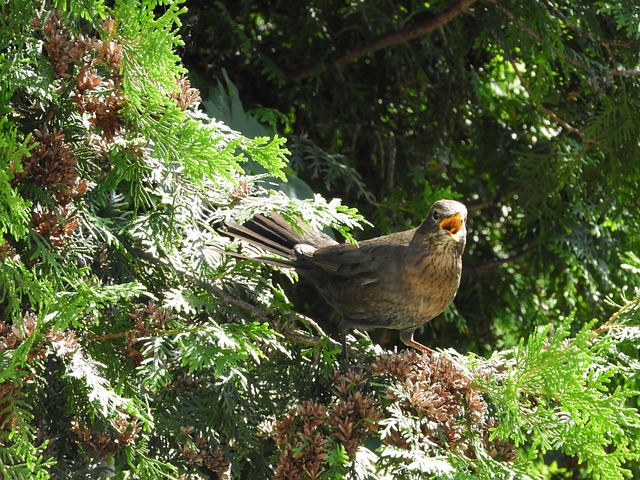 Free Bird Beak photo and picture