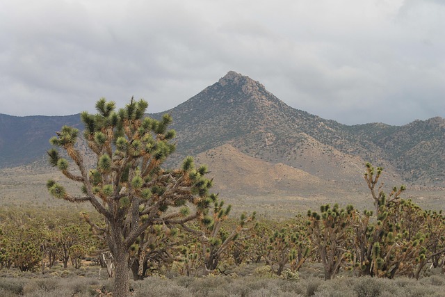 Arizona, Josua Árvore, Deserto, Eua