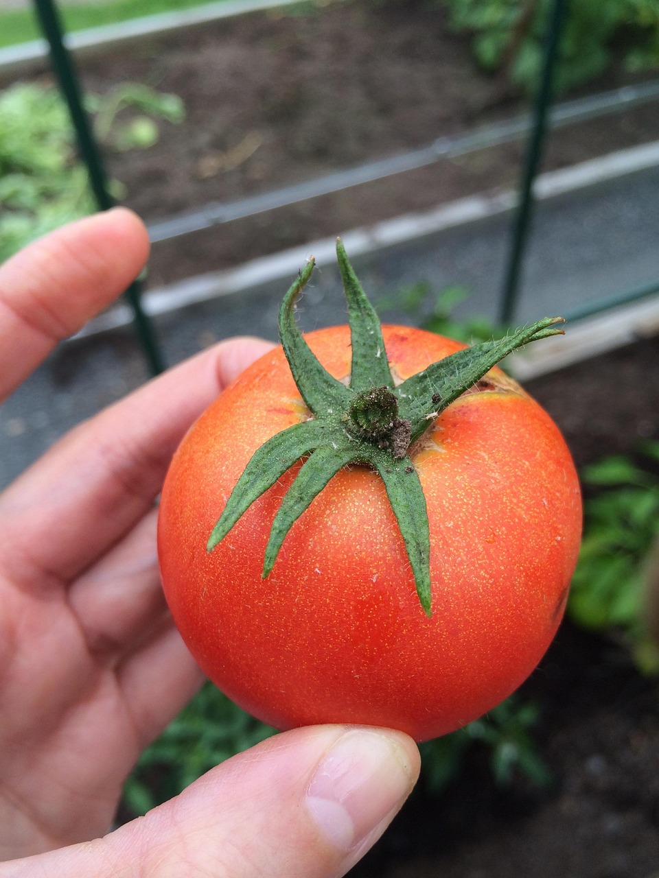 tomato-2428358_1280.jpg